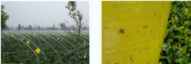 The Occurrence Pattern and Control Techniques of the Tea Green Leafhopper-3