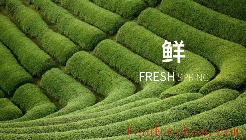 A Cup of Longjing Tea, Sipping the Verdant South!-2