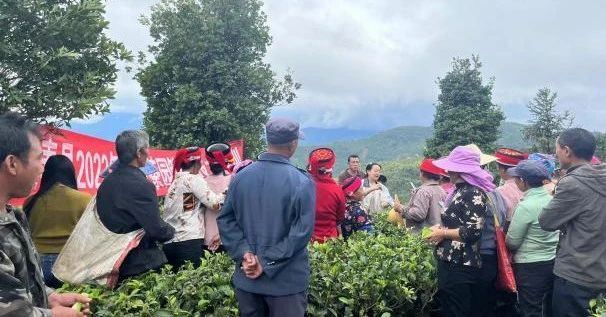 Lvchun County Conducts 2025 Autumn and Winter Tea Garden Technical Management Training-6