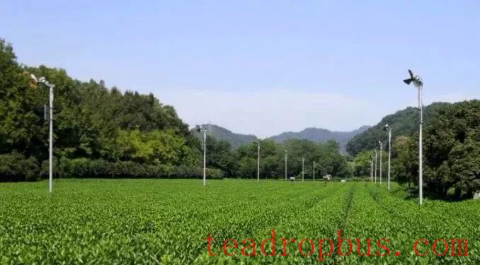 Technical Guidelines for Spring Tea Production in 2025-2