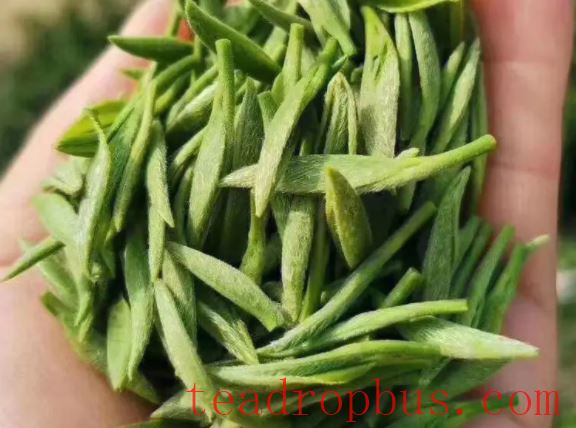 What are the processing steps for green tea? What types of green tea are there?-1