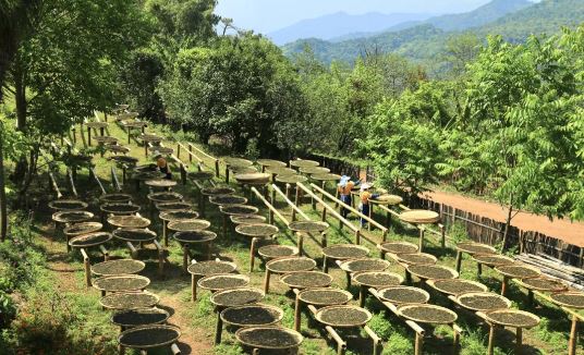 Empowering the Tea Industry through Party Building: Unleashing New Dynamics for the 