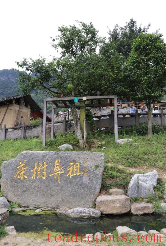 Chongqing Has Thousand-Year-Old Giant Tea Trees?-2