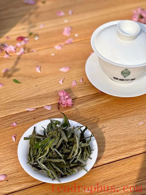 A Cup of Tea, A Moment of Insight: Knowing Tea as You Would Know a Friend-3