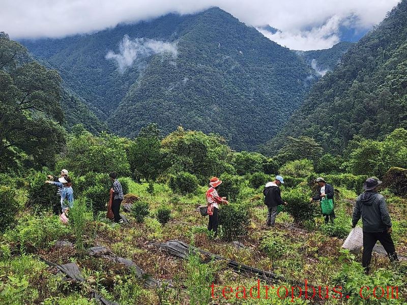 Steady and Orderly Development of the Tea Industry in Damu Lhoba Ethnic Township-1