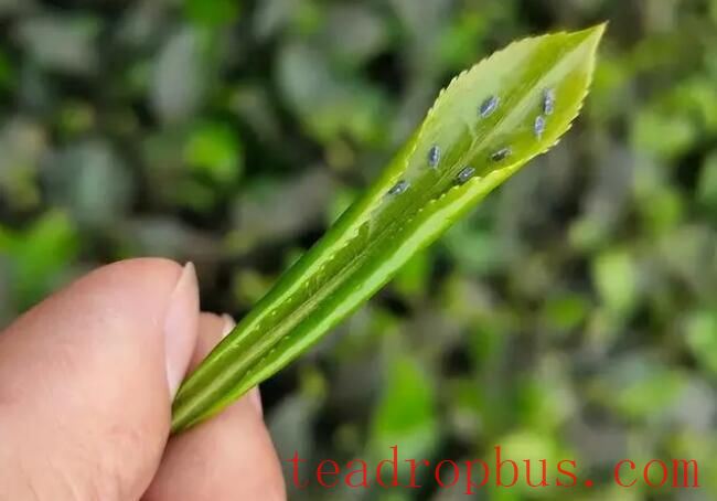Pest Management Techniques After Spring Tea Harvest-1