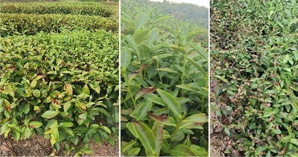 Tea Garden Coping Strategies Under Extreme High Temperature and Drought Disasters (Part I)-1