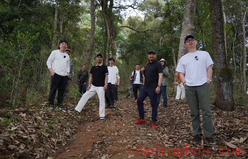 Mengla Tea · Tribute Tea Taste: Follow Influencers on a Tour of Ancient Tea Mountains, Savoring the Flavor of Mengla Tribute Tea-7