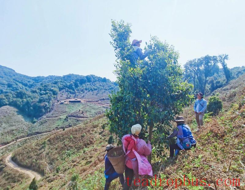 Jinggu Yizhi: The Aroma of Wild Tea in the Mountains Keeps Tea Farmers Busy Picking-13