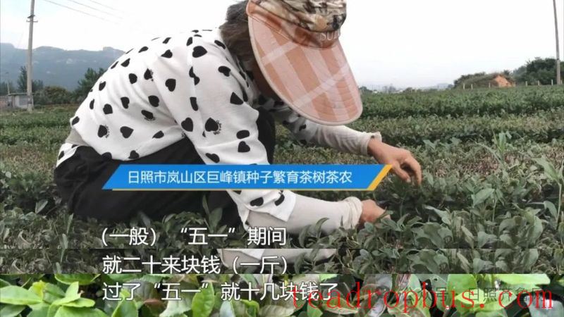 Why is it Difficult to Implement Tea Seedling Subsidies? Provincial Department of Agriculture and Rural Affairs: Integrating Various Policy Elements to Promote High-Quality Development of the Tea Industry-1