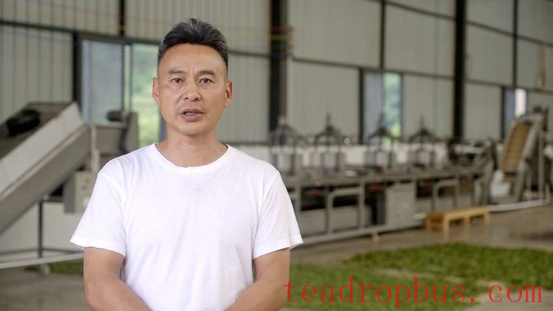 Pinghe Town, Luchun: Promoting High-Quality Development of the Tea Industry, Tea Farmers Embrace a 'Golden Career'-6