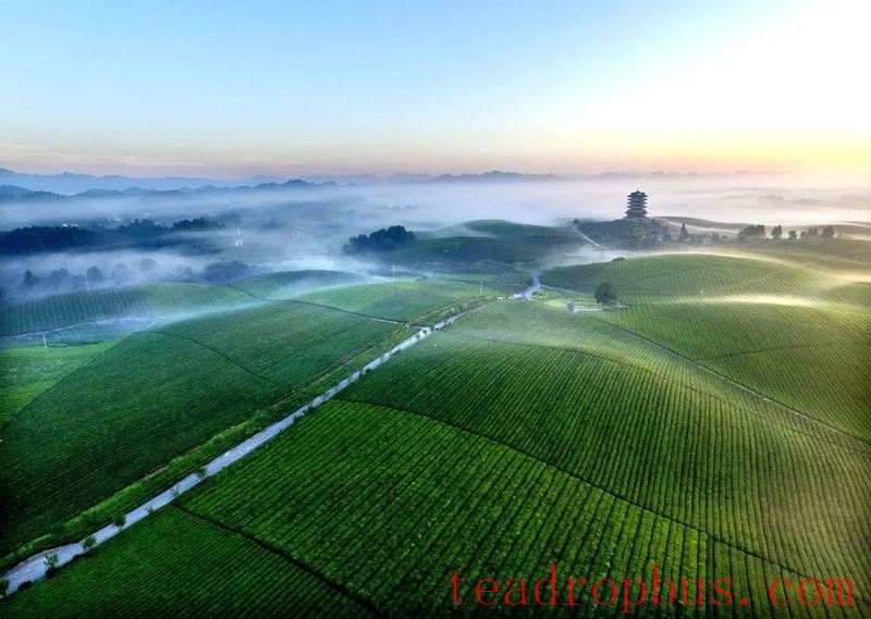 Cultural Tea Infusion: New Landscapes in China's Top Tea County-1