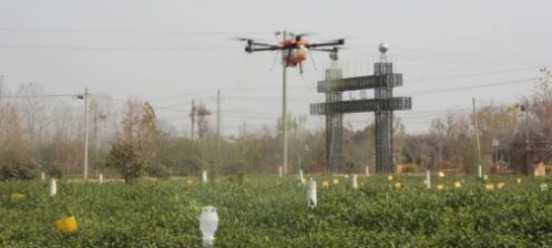 Guidance on Summer and Autumn Tea Garden Production Management in Rizhao-4