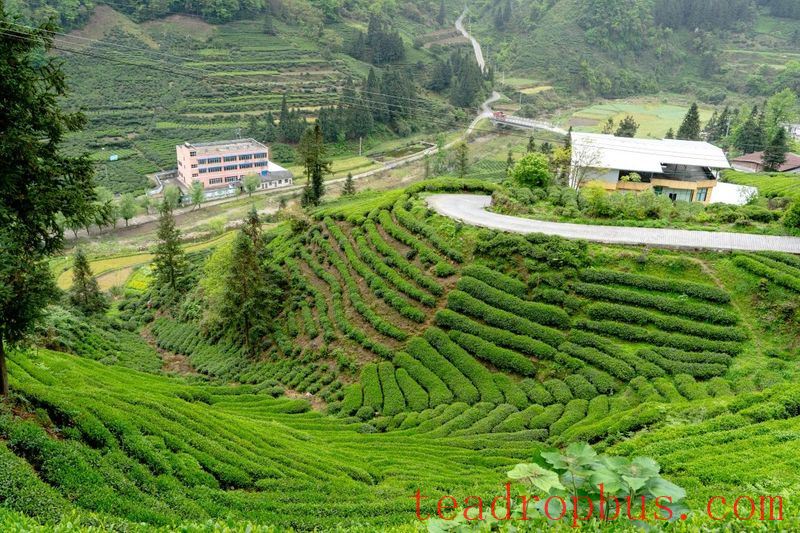 Tuanshan Village: The Mountains Bloom with 