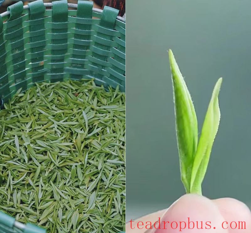 The Story Behind the Harvest and Production of Biluochun Tea-3