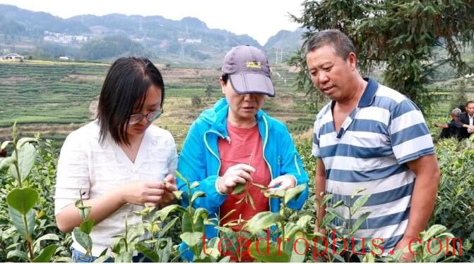 2025 Winter Management Field Training for Guizhou Tea Gardens Held in Pu'an County-3