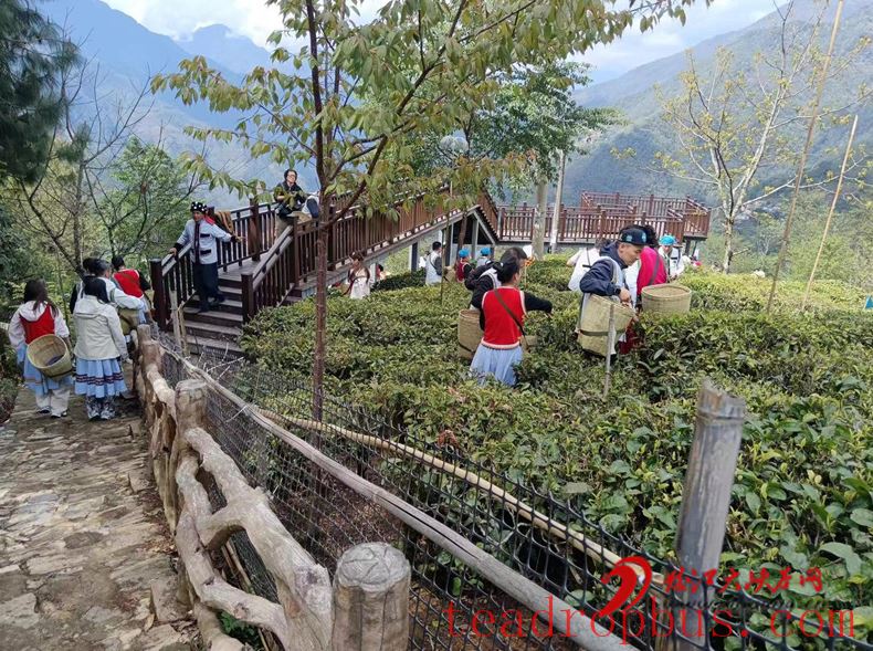 Luma Deng Township, Fugong: Busy with Spring Tea Harvest, Pathways to Income Growth-1
