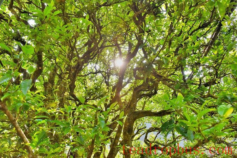 Cangjiang River Brings Life to Spring Tea; Original Ancient Trees are 