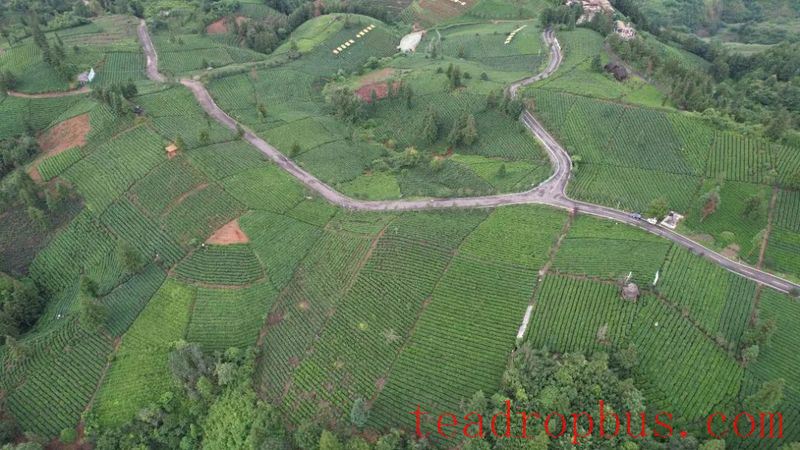 Pu'an: Summer Tea Harvest and Processing in Full Swing, Green Industry Booming with 