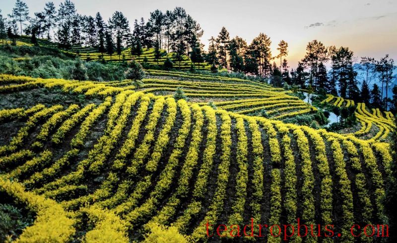 The Millennium Tea Land — Gao County-1