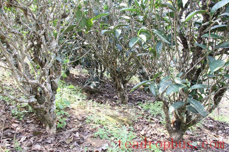 Tea Region of Wenshan Prefecture (Part 1)-1