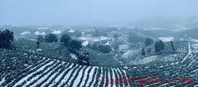 Snowstorms in the Jiangsu-Zhejiang-Jiangxi Region: What Impact on Tea Production and How to Respond?-7