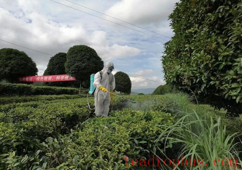 Spring Tea Garden Management Measures-4