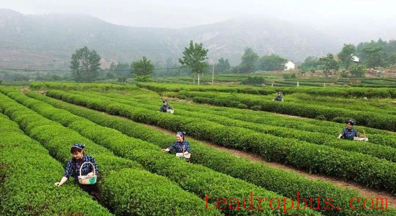 Northern Debut! China Tea Tourism Conference Heads to Rizhao Port, Shandong-2