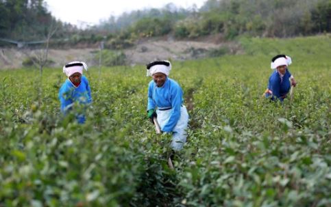 Early Winter, Busy with Tea Garden Management-11