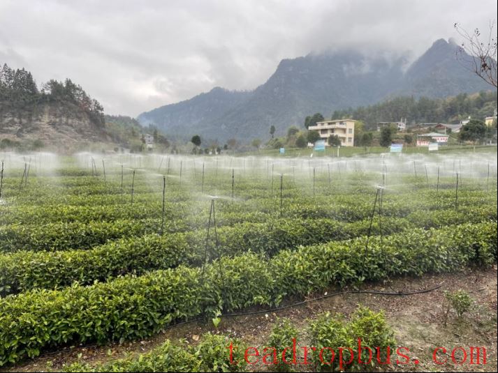 Out of the Plum Rains! Post-Flood Management for Tea Gardens and Measures to Combat Heatwaves and Drought-5