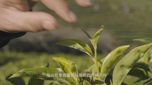 At the Dali tea garden, 