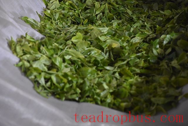 How to Make Sun-Dried Green Tea-1