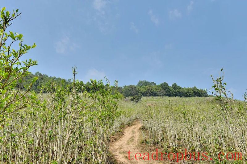 Changning: The Aroma of Wild Tea in Zhizhu Mountain-2