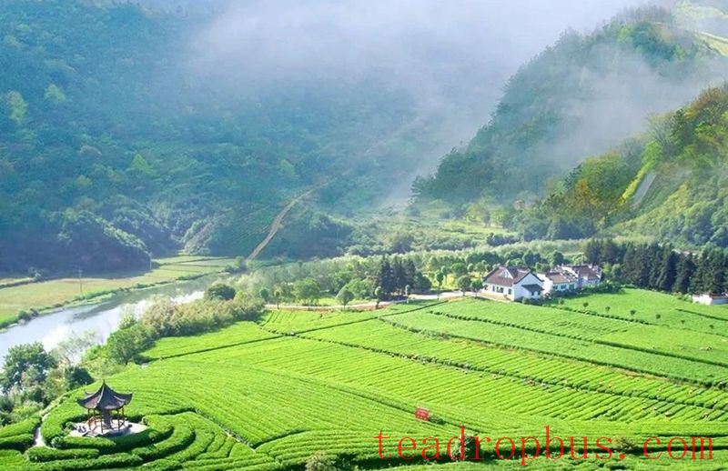 What are the impacts of meteorological disasters on the development of tea plants? With countermeasures included.-1