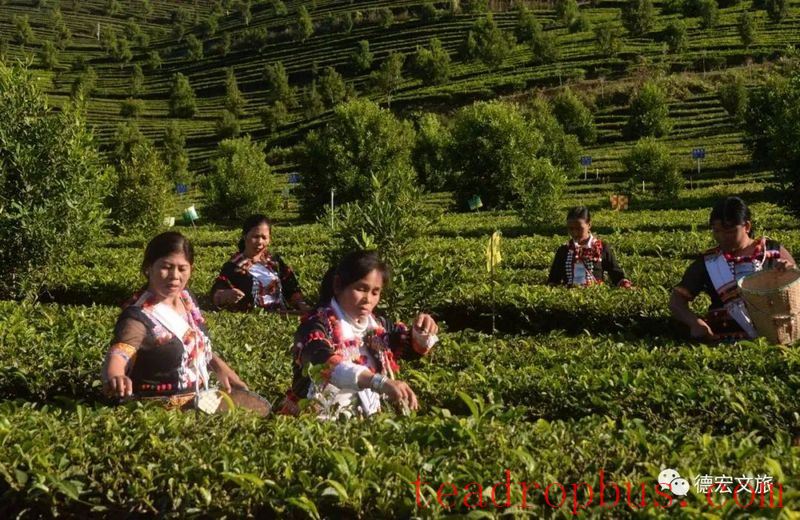 International Tea Day on May 21: Experience Diverse Tea Drinking in Yunnan-5