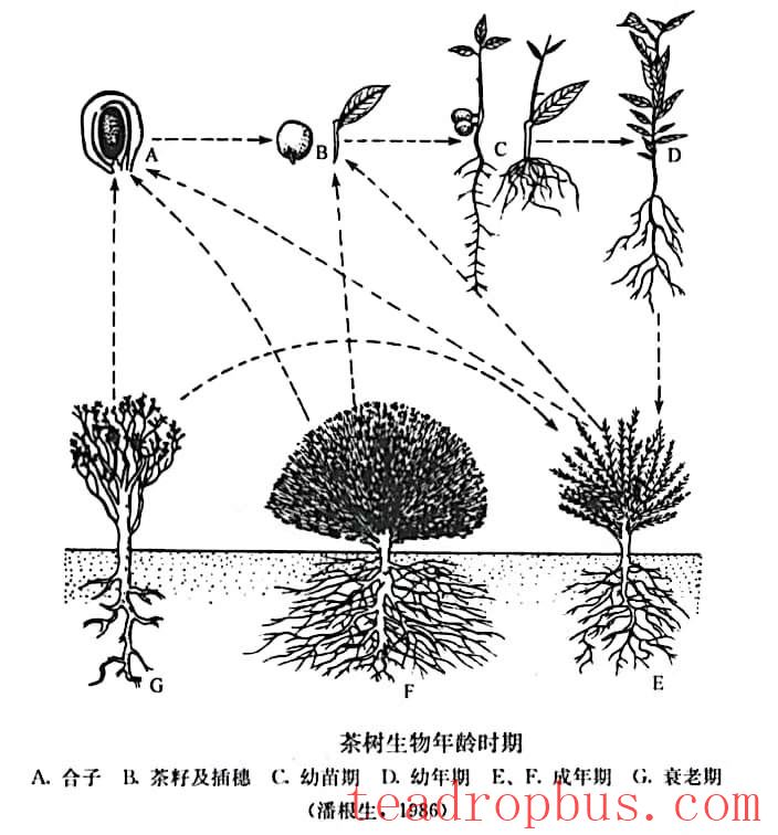 The Life Cycle of Tea Plants and Key Management Practices at Different Stages-1