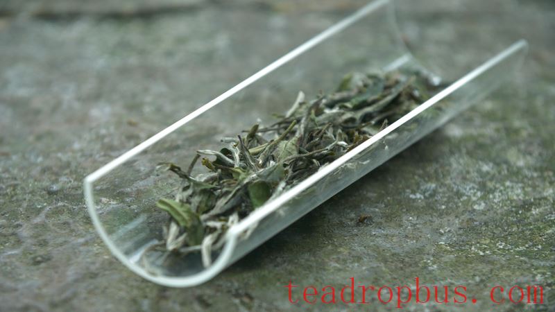 Can white tea be stored in the fridge?-2