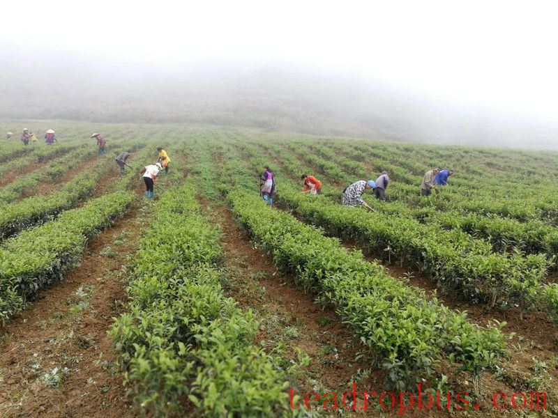 Spring Tea Garden Management Measures-2