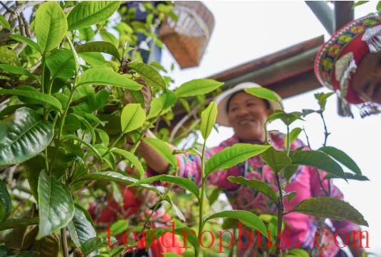 Zhenkang: Building Party Branches Along the Chain to Boost Tea Industry Development-4