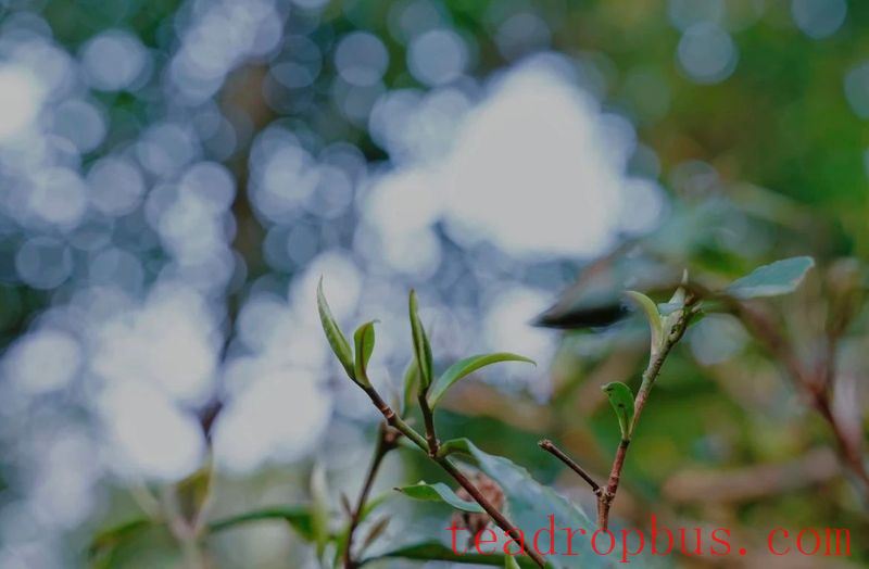 Jingmai Mountain, a Living Book of Chinese Tea History-1