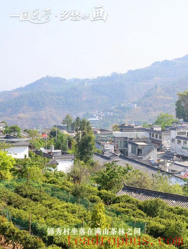 Jinxiu Village, Xiaowan Town, Lincang City - A Treasure Land of Ancient Tea-1