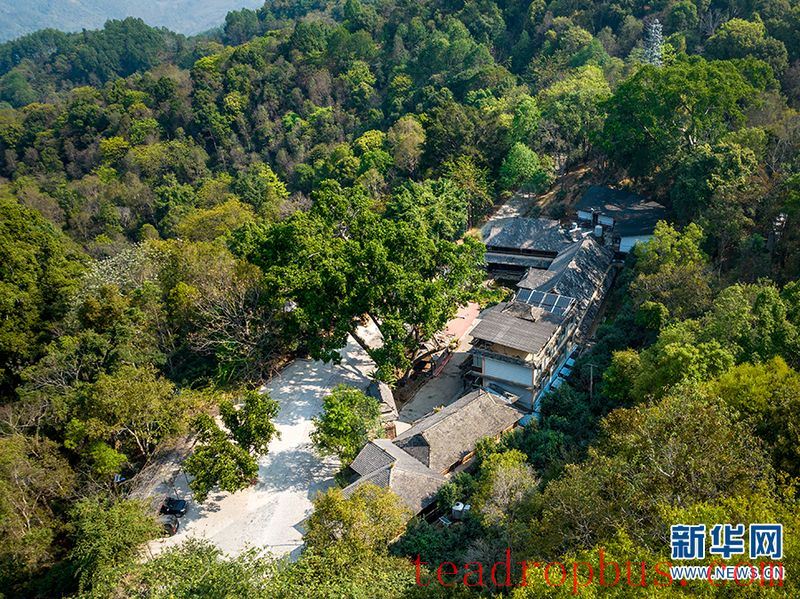 Jingmai Mountain in Yunnan: Ancient Tea Forests and Centuries-Old Affection-5