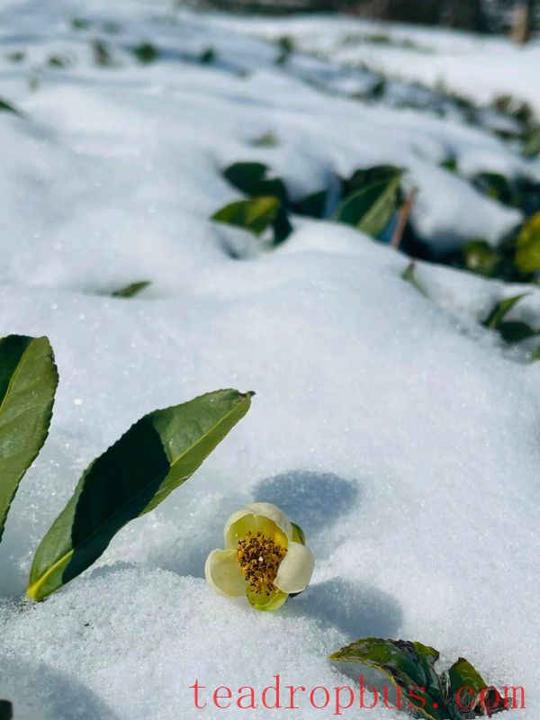 Fuding Tea Technicians Provide Cold Protection Advice in Tea Gardens-4