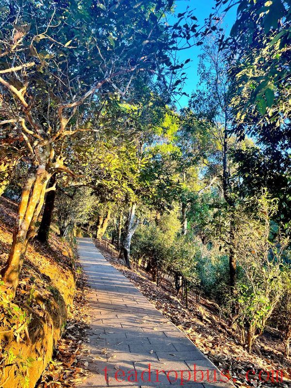 He Kai Ancient Tea Mountain: Experiencing the Natural Beauty and Legendary Charm of China's Premier Pu'er Tea Mountain-6