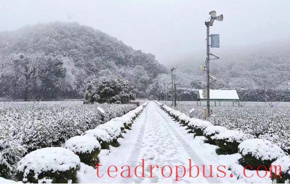Snowstorms in the Jiangsu-Zhejiang-Jiangxi Region: What Impact on Tea Production and How to Respond?-2