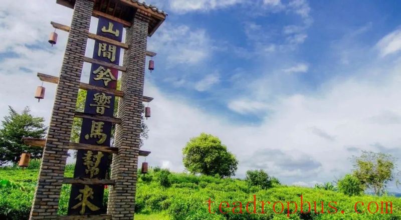 The Thousand-Year Tea Growers: The Bulang People of Yunnan-6