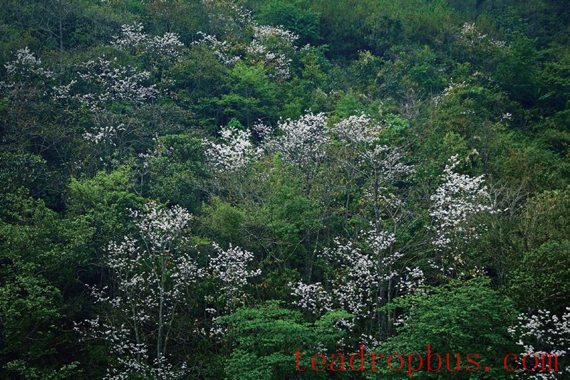Pot Stirring Fixation: The Line Between Life and Death for Pu'er Tea-3