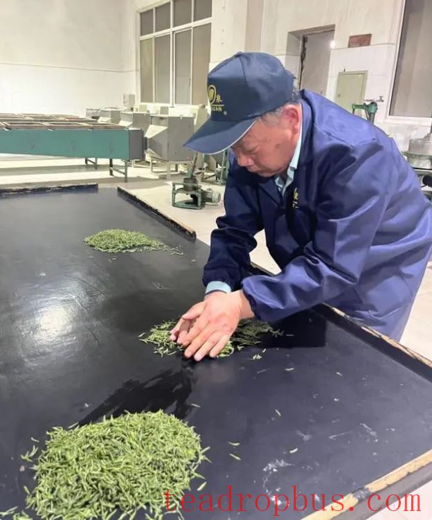 He Pioneers a New Paradigm for Tea with the Chinese Matcha Origin's Tea Varieties-4