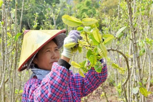 Changning: The Aroma of Wild Tea in Zhizhu Mountain-6