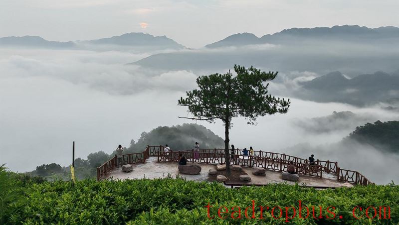 Hezhou: The Beauty of China's Tea Culture Amidst Green Mountains and Clear Waters-3